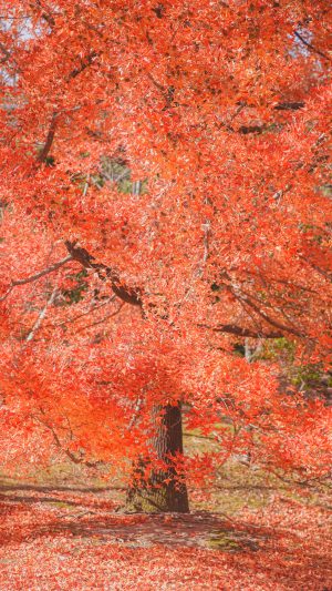 運気が上がる待ち受け 25mの真っ赤なクリスマスツリー。AndroidとiPhoneに対応した4K高画質の無料スマホ壁紙。三重県菰野町の三重県民の森で撮影したフリー写真素材