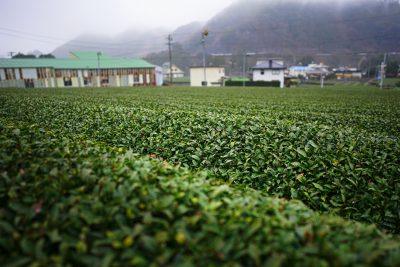 道の駅 茶倉駅の写真「雨の日のしっとり茶畑」