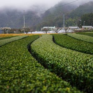 霧と茶畑ウェーブ