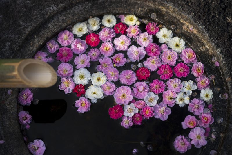かざはやの里の写真「梅の花びら広がる手水鉢」