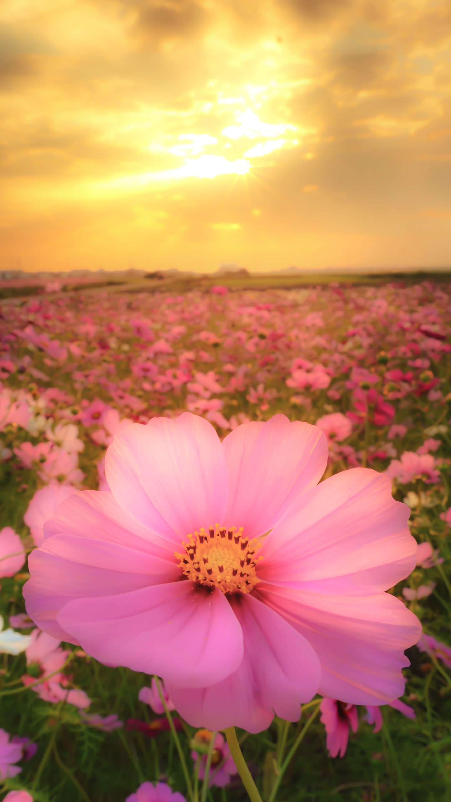 無料スマホ壁紙 日の出を浴びるコスモス。AndroidとiPhoneに対応した4K高画質の無料待ち受け画像。三重県松阪市の星合町のコスモス畑で撮影したフリー写真素材