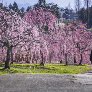 しだれ梅ロード