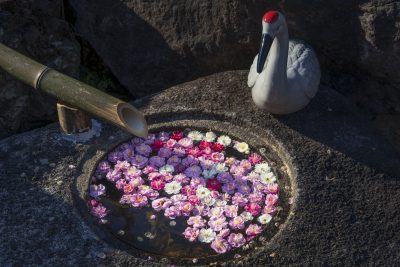 かざはやの里の写真「梅の手水鉢とアヒル」