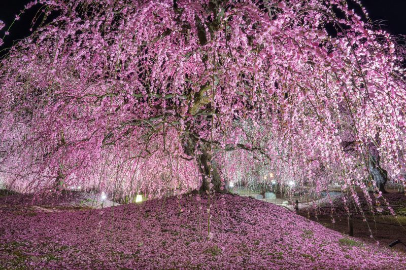 鈴鹿の森庭園の写真「梅の絨毯と枝垂れ梅のライトアップ」