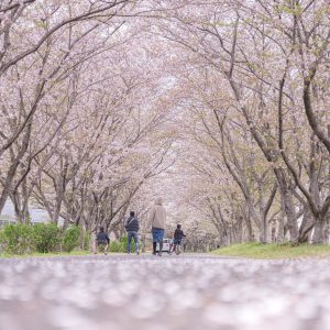 桜の花びらロード