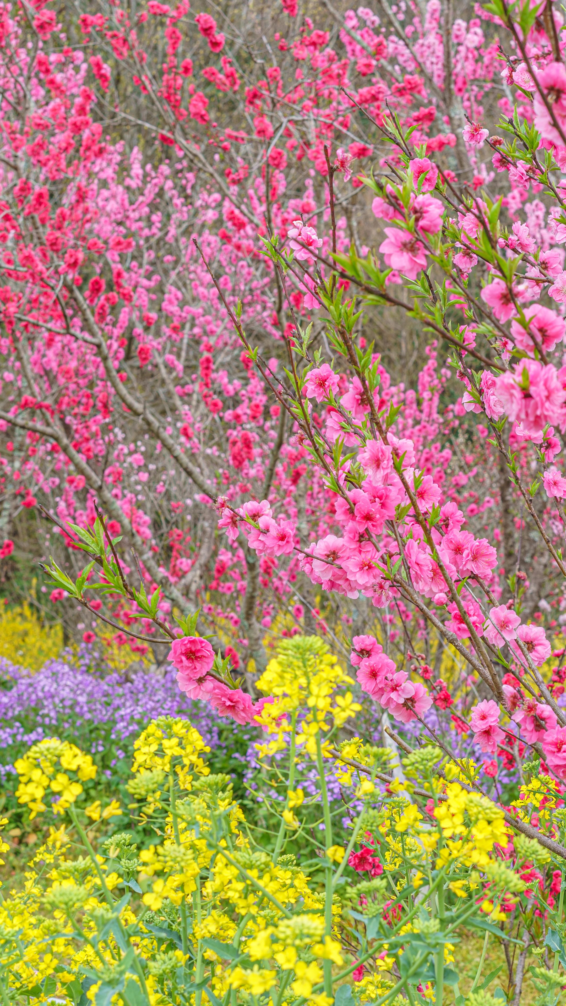 無料スマホ壁紙 花桃と菜の花の競演。AndroidとiPhoneに対応した4K高画質の無料待ち受け画像。三重県伊勢市の三重県営サンアリーナ 花の広場で撮影したフリー写真素材