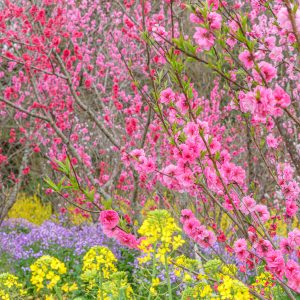 三重県営サンアリーナ 花の広場の写真「花桃と菜の花の競演」