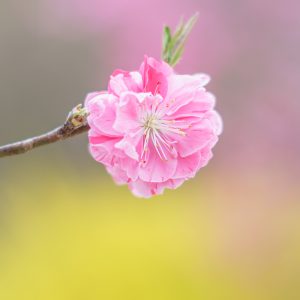 三重県営サンアリーナ 花の広場の写真「花桃の花びら」
