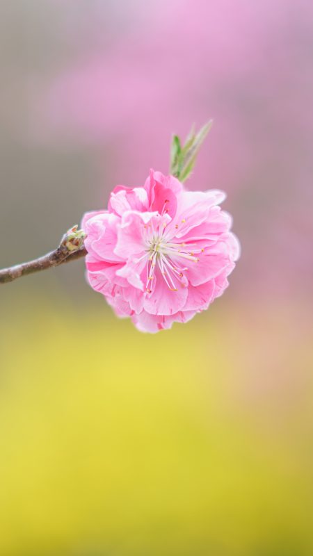 無料スマホ壁紙「花桃の花びら」
