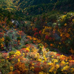 ゴンドラから眺める御在所岳の紅葉