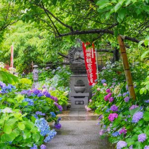 大慈寺の写真「紫陽花の小道」
