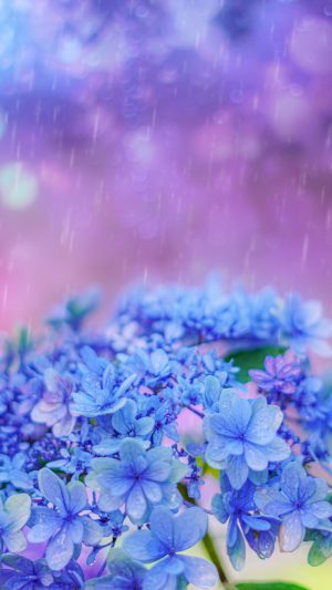 無料スマホ壁紙「梅雨の紫陽花」
