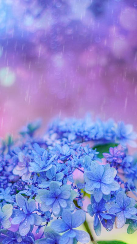 無料スマホ壁紙「梅雨の紫陽花」