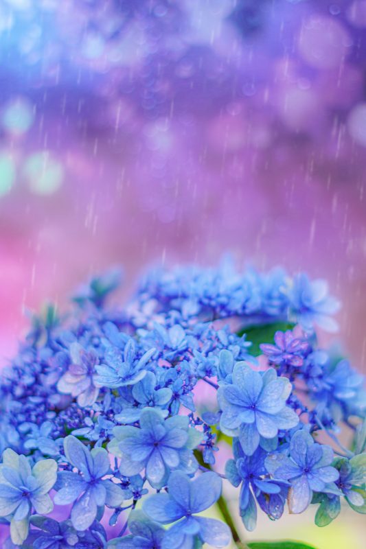 大慈寺の写真「梅雨の紫陽花」