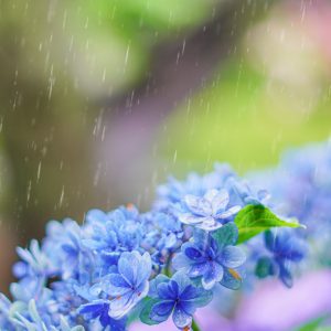 大慈寺の写真「青色のおかめ紫陽花と雨粒」