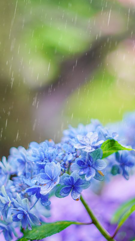 無料スマホ壁紙「青色のおかめ紫陽花と雨粒」