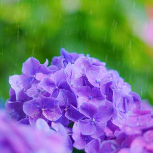 大慈寺の写真「紫色のヒメアジサイと雨粒」