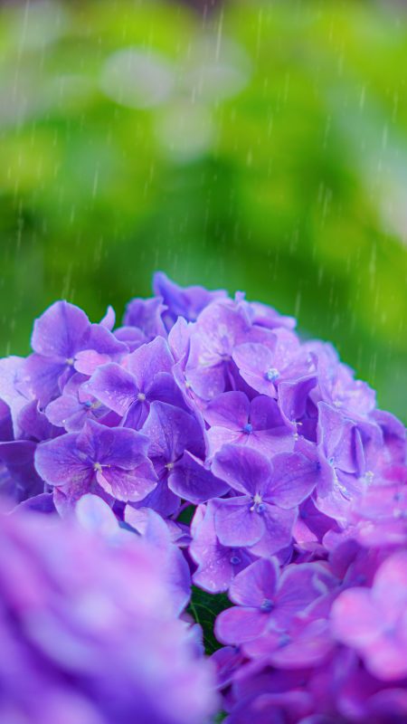 無料スマホ壁紙「紫色のヒメアジサイと雨粒」