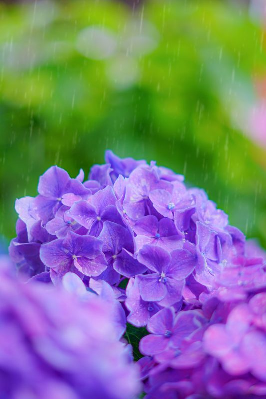大慈寺の写真「紫色のヒメアジサイと雨粒」