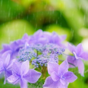 大慈寺の写真「紫色のヤマアジサイと雨粒」