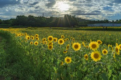 とことめの里 一志の写真「ひまわりと太陽」