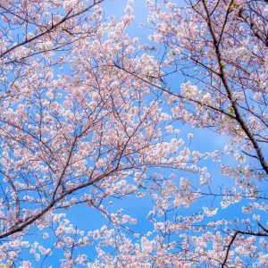 北神山花街道の写真「青空と桜の花びら」