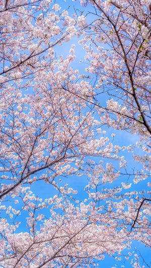 無料スマホ壁紙「青空と桜の花びら」
