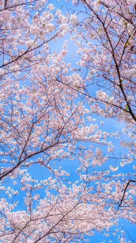 無料スマホ壁紙「青空と桜の花びら」