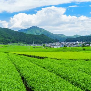 伊勢茶の写真「【松阪茶】新緑の茶畑」