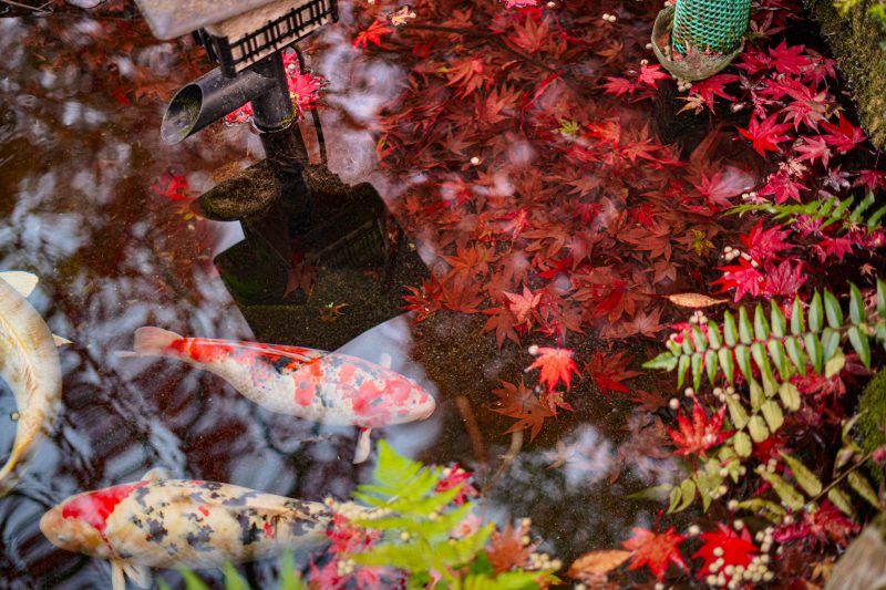 天開山泰運寺の写真「秋色の池」