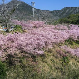 南伊勢町の河津桜ロード