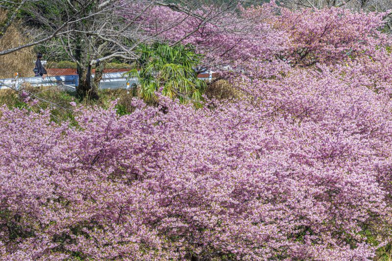 河村瑞賢公園の河津桜の写真「道沿いに咲く河津桜を眺める」