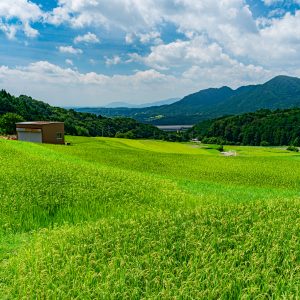 段々と広がる棚田