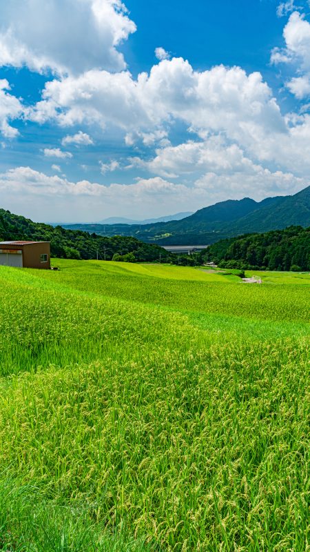 無料スマホ壁紙「段々と広がる棚田」