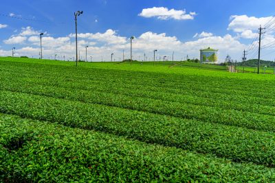 中の山パイロットの写真「新芽の茶葉と青空とタンク」