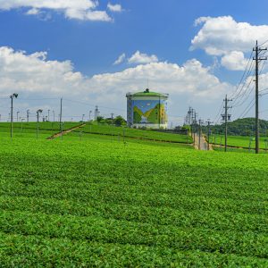 新緑の茶畑とタンク