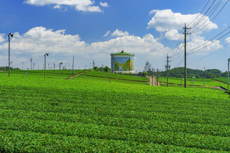 中の山パイロットの写真「新緑の茶畑とタンク」