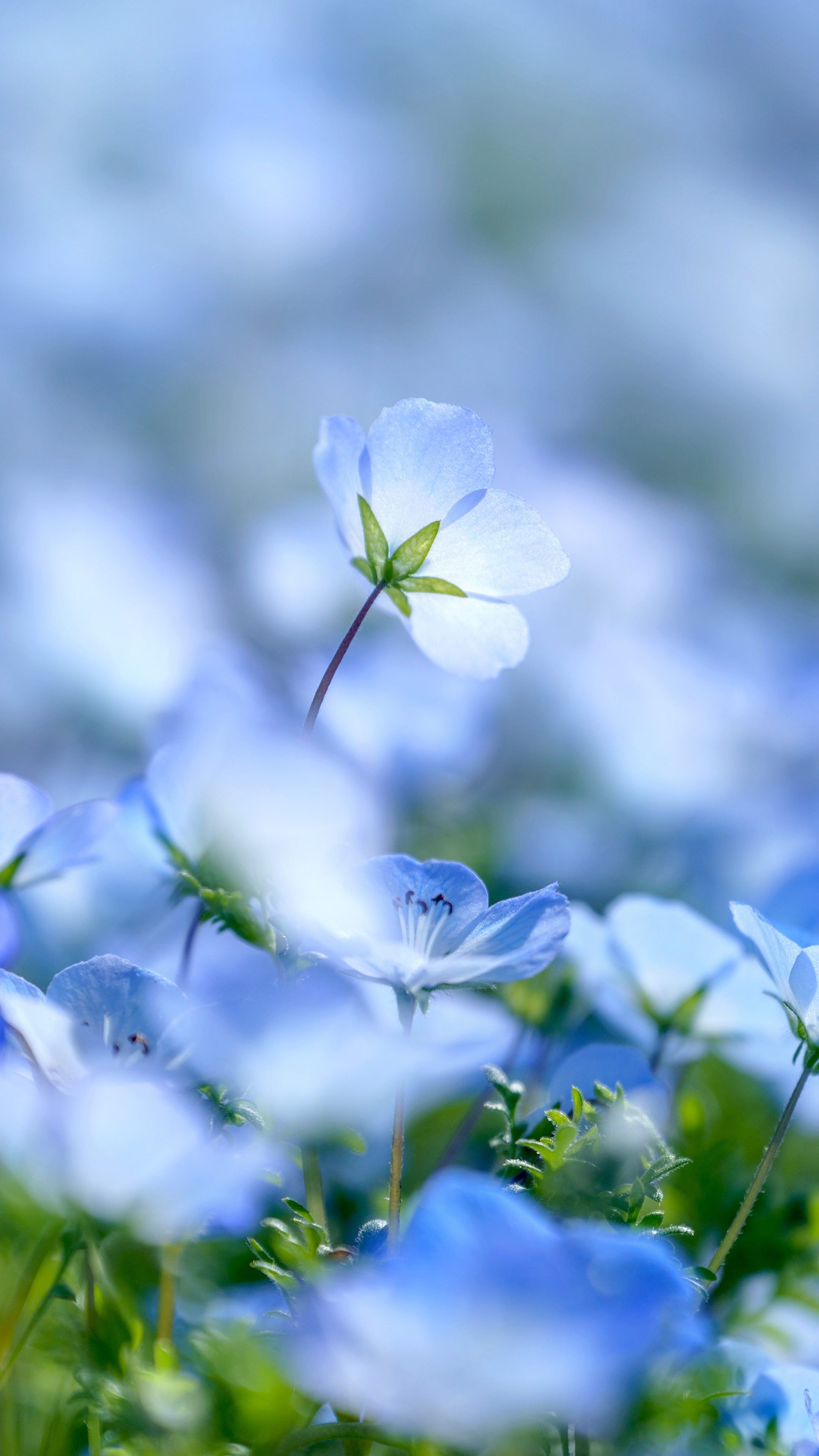無料スマホ壁紙 青い宝石のようなネモフィラ。AndroidとiPhoneに対応した4K高画質の無料待ち受け画像。三重県志摩市の志摩市観光農園で撮影したフリー写真素材