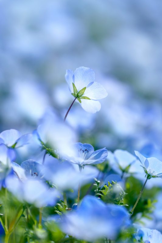 志摩市観光農園の写真「青い宝石のようなネモフィラ」