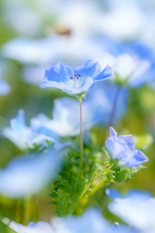 志摩市観光農園の写真「青く輝くネモフィラ」