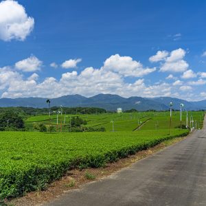 茶畑を横断できる道路