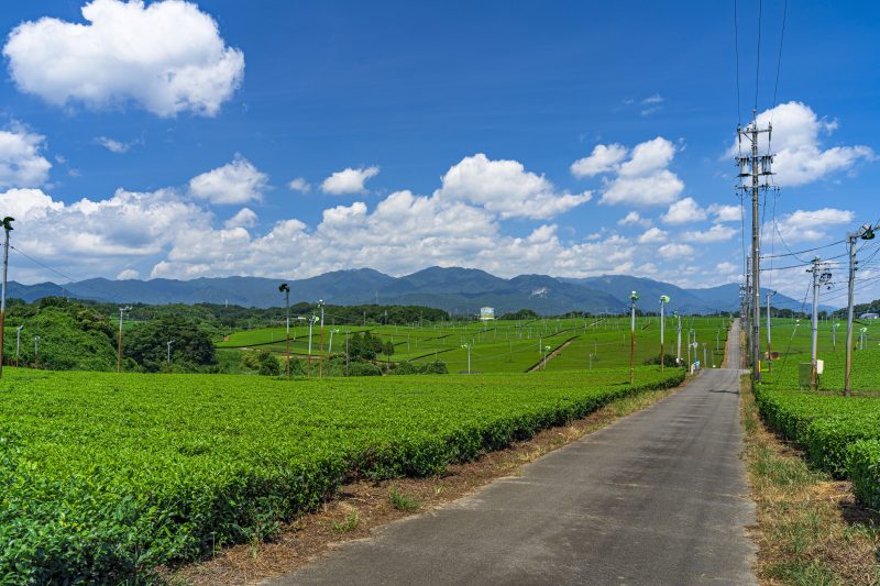 中の山パイロットの写真「茶畑を横断できる道路」