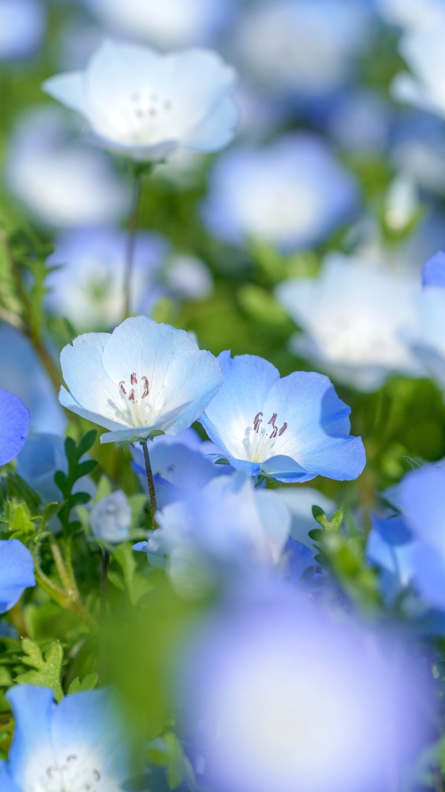 無料スマホ壁紙 カップルみたいなネモフィラ。AndroidとiPhoneに対応した4K高画質の無料待ち受け画像。三重県志摩市の志摩市観光農園で撮影したフリー写真素材