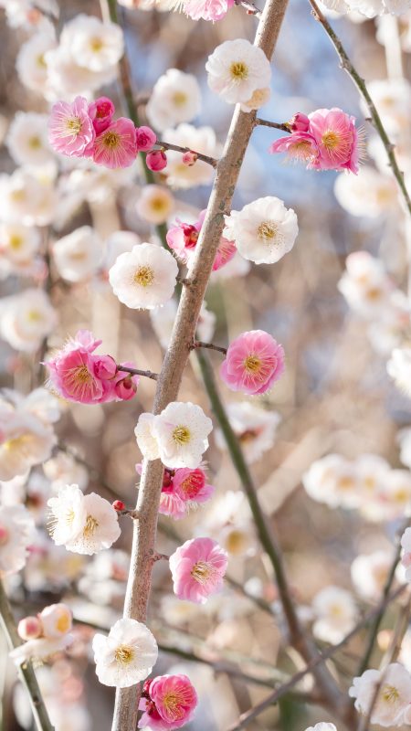 無料スマホ壁紙「紅白の梅」