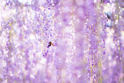 野原農村公園の写真「藤の輝く世界」