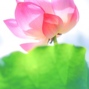 高田本山専修寺の写真「神々しい蓮の花」