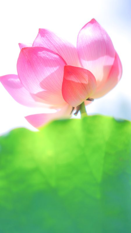 無料スマホ壁紙「神々しい蓮の花」