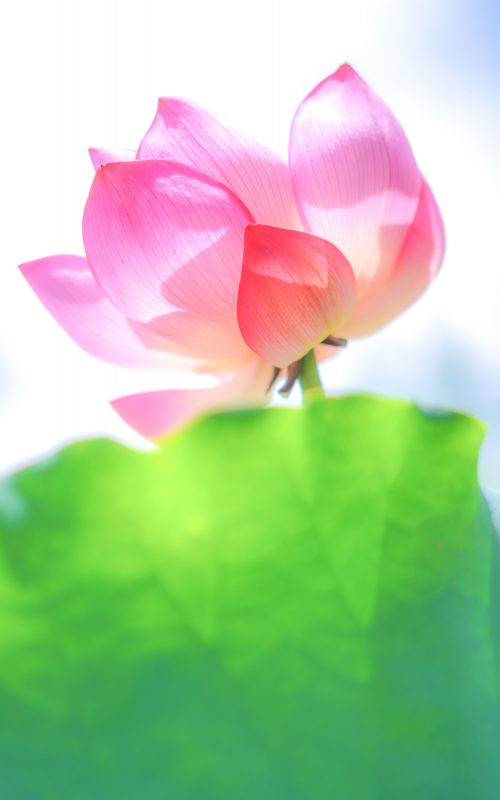 高田本山専修寺の写真「神々しい蓮の花」