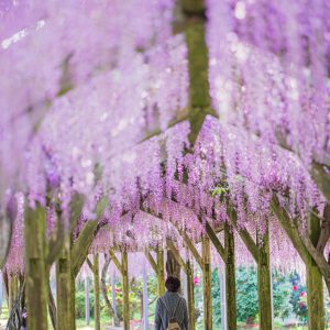 藤のシャンデリアを歩く