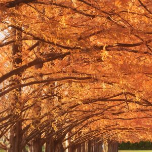 石垣池公園の写真「紅葉するメタセコイア並木」